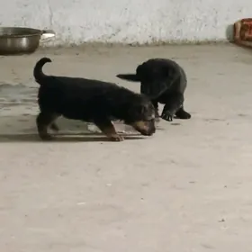 Awçarka güjükleri