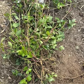 źasmin jasmin zimolost