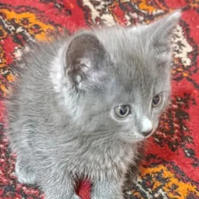 Котенок Британец