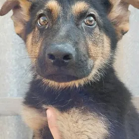 Щенки Немецкой овчарки