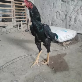 БАЕЦ  ХОРАЗ