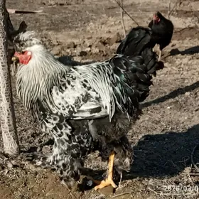 брома хораз абмен бор оргинал