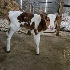 Simental gole öküzçe