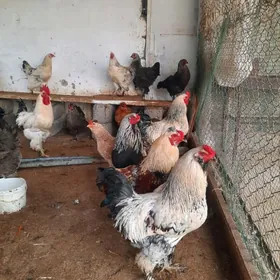 BRAMA BALGAR HORAZLARY.