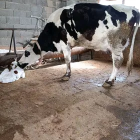 ala tohum göleli sygyr