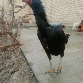 Baysov tovuk (pupek)