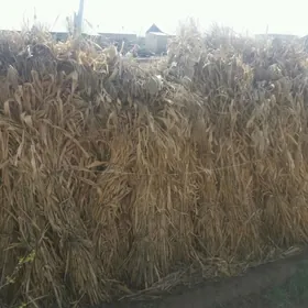 GURUJA MEKGE PALAÇ ARASSA.