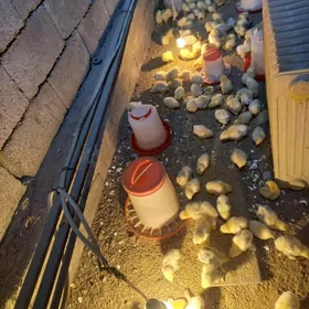 БАЛГАР ЯЙЦА