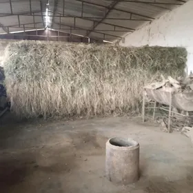 mellek hasal oymellek ot