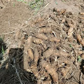 тапинамбур клубни