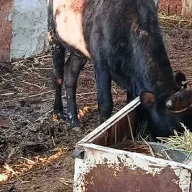 догмадык унажын