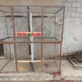 Ketek ketek towuk horaz juje