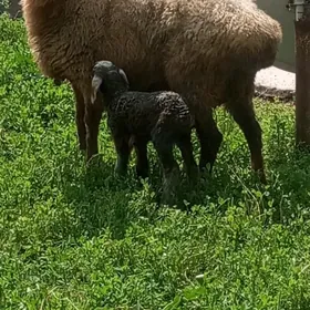 Türkmeni guzuly oyun