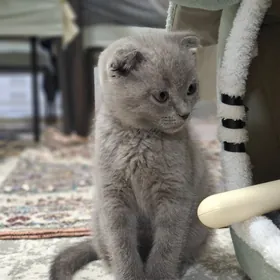 Şotlandiskiý pishik Шотландска