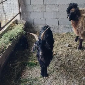 owlakly geçi 2 nji guzysy