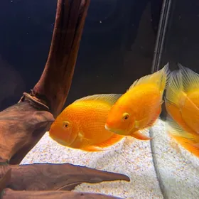 цихлазома северум пара