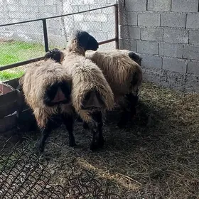 Goç dayaw gurat zatlar