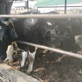 богаз сыгыр