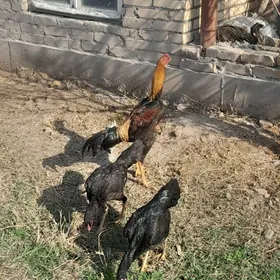 baysow horaz towuk juje