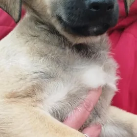 Маленькие щенки