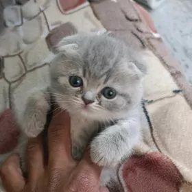 кошка веслоушка