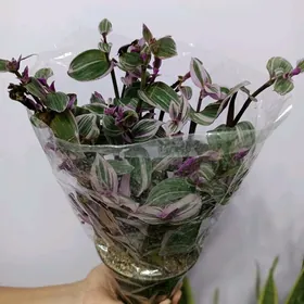 ТРАДИСКАНЦИЯ