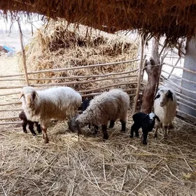 3 sany guzuly goýun