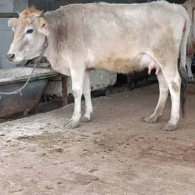 arassa şwes göleli sygyr