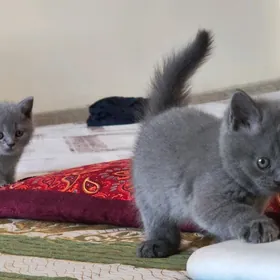 Шотландский котята