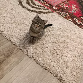 пропала кошка