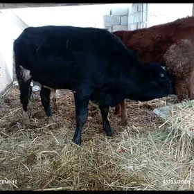 BEYilBEYİK  ÖKUZ ARGİNNAL