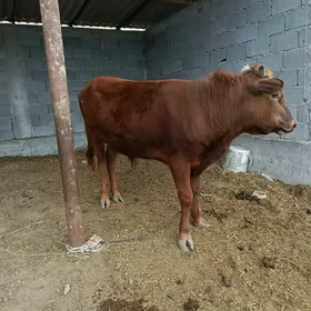 Öküz 1 yaş 3 aý,sagdyn