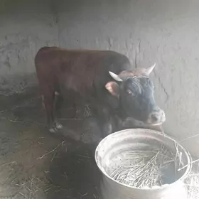 okiz 2sany 2-yashynda