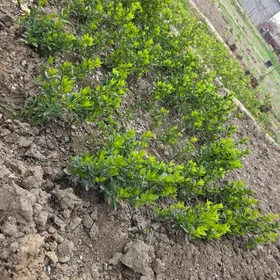 wecniy zelyonyy,beresklet