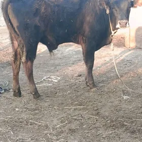 şwes öküz 2yaşan