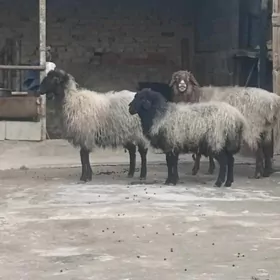 goyun kelle ayak tayyn