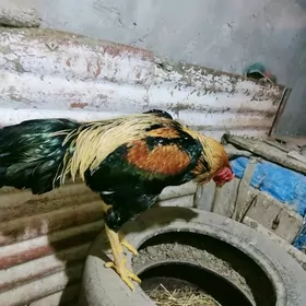 boysowy horaz i gibrit