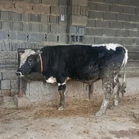 Şwes okuz baklan 2 sani