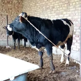 Öküzler Gibrit 3 sany