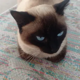 Сиямская Кошка.Siýamskiý pişik