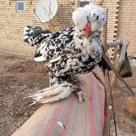 тройка карликлер