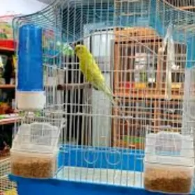 popugay setka papugay