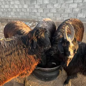 Öy goyunlar semredilen