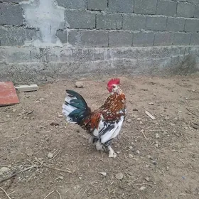 Karlik horaz myramyr