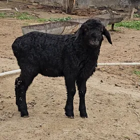 Pakistan Owlak Gisar Goç