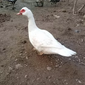 мускус ордек