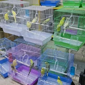 popugay gus set papkay