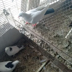 kepderi голуби