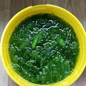 роголистник