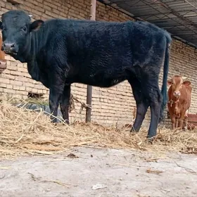 çornyý pyostra unajyn